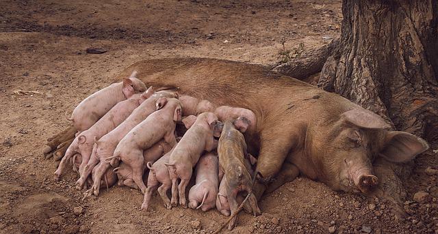 pig and piglets